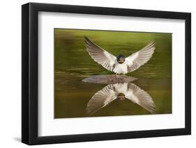 Barn Swallow (Hirundo Rustica) Alighting at Pond, Collecting Material for Nest Building, UK-Mark Hamblin-Framed Photographic Print
