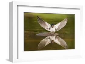 Barn Swallow (Hirundo Rustica) Alighting at Pond, Collecting Material for Nest Building, UK-Mark Hamblin-Framed Photographic Print