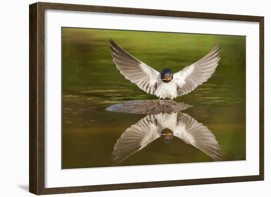 Barn Swallow (Hirundo Rustica) Alighting at Pond, Collecting Material for Nest Building, UK-Mark Hamblin-Framed Photographic Print