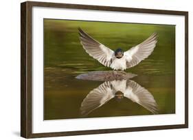 Barn Swallow (Hirundo Rustica) Alighting at Pond, Collecting Material for Nest Building, UK-Mark Hamblin-Framed Photographic Print