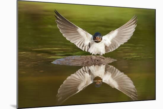 Barn Swallow (Hirundo Rustica) Alighting at Pond, Collecting Material for Nest Building, UK-Mark Hamblin-Mounted Photographic Print