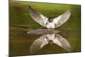 Barn Swallow (Hirundo Rustica) Alighting at Pond, Collecting Material for Nest Building, UK-Mark Hamblin-Mounted Photographic Print