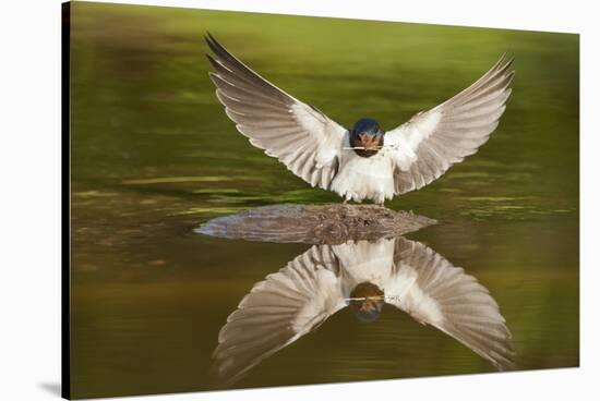 Barn Swallow (Hirundo Rustica) Alighting at Pond, Collecting Material for Nest Building, UK-Mark Hamblin-Stretched Canvas