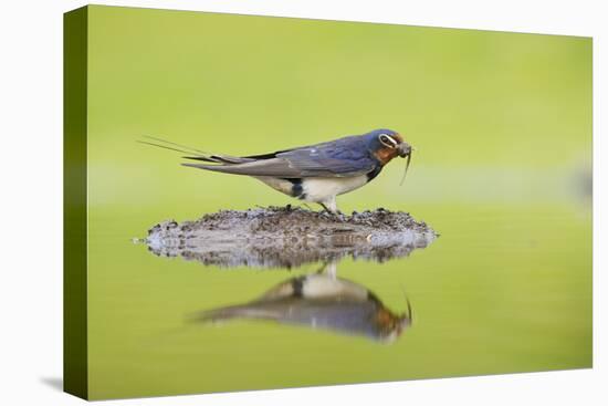 Barn Swallow (Hirundo Rustica) Collecting Material for Nest Building, Scotland, UK, June-Mark Hamblin-Stretched Canvas