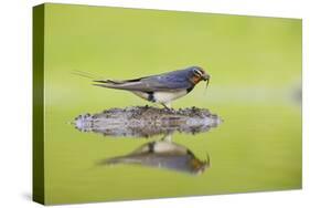 Barn Swallow (Hirundo Rustica) Collecting Material for Nest Building, Scotland, UK, June-Mark Hamblin-Stretched Canvas