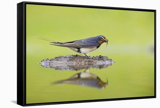 Barn Swallow (Hirundo Rustica) Collecting Material for Nest Building, Scotland, UK, June-Mark Hamblin-Framed Stretched Canvas