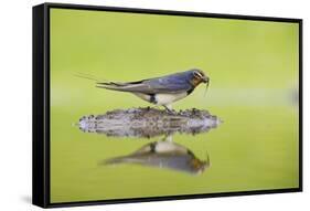 Barn Swallow (Hirundo Rustica) Collecting Material for Nest Building, Scotland, UK, June-Mark Hamblin-Framed Stretched Canvas