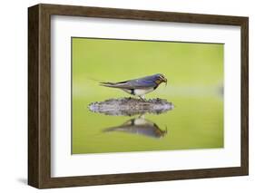 Barn Swallow (Hirundo Rustica) Collecting Material for Nest Building, Scotland, UK, June-Mark Hamblin-Framed Photographic Print