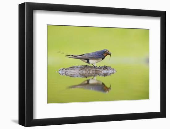 Barn Swallow (Hirundo Rustica) Collecting Material for Nest Building, Scotland, UK, June-Mark Hamblin-Framed Photographic Print