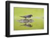 Barn Swallow (Hirundo Rustica) Collecting Material for Nest Building, Scotland, UK, June-Mark Hamblin-Framed Photographic Print