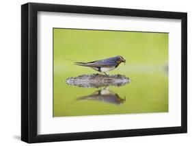 Barn Swallow (Hirundo Rustica) Collecting Material for Nest Building, Scotland, UK, June-Mark Hamblin-Framed Photographic Print