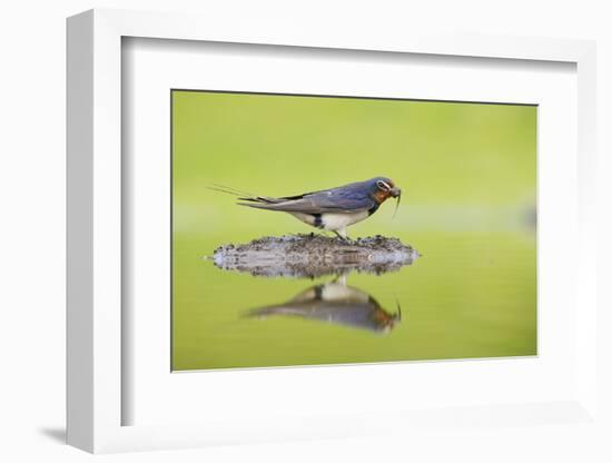 Barn Swallow (Hirundo Rustica) Collecting Material for Nest Building, Scotland, UK, June-Mark Hamblin-Framed Photographic Print