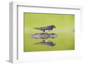 Barn Swallow (Hirundo Rustica) Collecting Material for Nest Building, Scotland, UK, June-Mark Hamblin-Framed Photographic Print