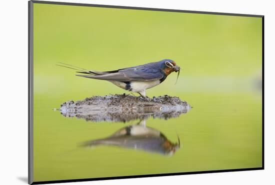 Barn Swallow (Hirundo Rustica) Collecting Material for Nest Building, Scotland, UK, June-Mark Hamblin-Mounted Photographic Print