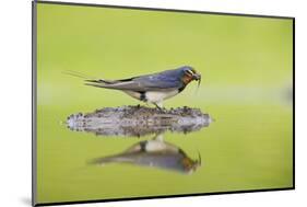 Barn Swallow (Hirundo Rustica) Collecting Material for Nest Building, Scotland, UK, June-Mark Hamblin-Mounted Photographic Print