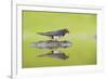 Barn Swallow (Hirundo Rustica) Collecting Material for Nest Building, Scotland, UK, June-Mark Hamblin-Framed Photographic Print