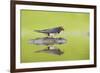 Barn Swallow (Hirundo Rustica) Collecting Material for Nest Building, Scotland, UK, June-Mark Hamblin-Framed Photographic Print