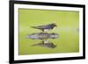 Barn Swallow (Hirundo Rustica) Collecting Material for Nest Building, Scotland, UK, June-Mark Hamblin-Framed Photographic Print