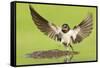 Barn Swallow (Hirundo Rustica) Collecting Mud for Nest Building. Inverness-Shire, Scotland, June-Mark Hamblin-Framed Stretched Canvas