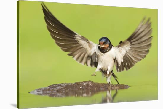 Barn Swallow (Hirundo Rustica) Collecting Mud for Nest Building. Inverness-Shire, Scotland, June-Mark Hamblin-Stretched Canvas