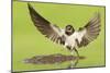 Barn Swallow (Hirundo Rustica) Collecting Mud for Nest Building. Inverness-Shire, Scotland, June-Mark Hamblin-Mounted Photographic Print