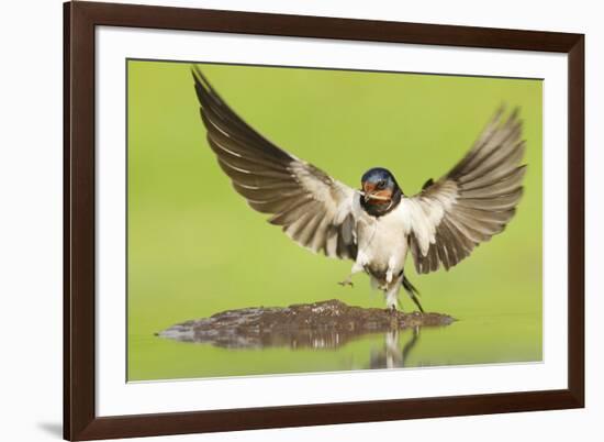 Barn Swallow (Hirundo Rustica) Collecting Mud for Nest Building. Inverness-Shire, Scotland, June-Mark Hamblin-Framed Photographic Print