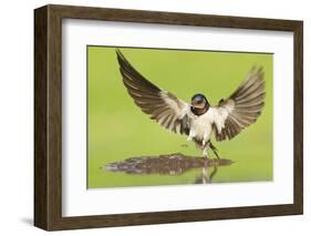 Barn Swallow (Hirundo Rustica) Collecting Mud for Nest Building. Inverness-Shire, Scotland, June-Mark Hamblin-Framed Photographic Print