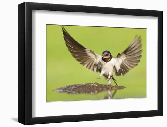 Barn Swallow (Hirundo Rustica) Collecting Mud for Nest Building. Inverness-Shire, Scotland, June-Mark Hamblin-Framed Photographic Print