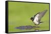 Barn Swallow (Hirundo Rustica) Collecting Mud for Nest Building, June, Scotland, UK-Mark Hamblin-Framed Stretched Canvas