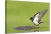 Barn Swallow (Hirundo Rustica) Collecting Mud for Nest Building, June, Scotland, UK-Mark Hamblin-Stretched Canvas