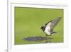 Barn Swallow (Hirundo Rustica) Collecting Mud for Nest Building, June, Scotland, UK-Mark Hamblin-Framed Photographic Print