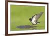 Barn Swallow (Hirundo Rustica) Collecting Mud for Nest Building, June, Scotland, UK-Mark Hamblin-Framed Photographic Print