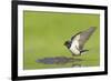 Barn Swallow (Hirundo Rustica) Collecting Mud for Nest Building, June, Scotland, UK-Mark Hamblin-Framed Photographic Print