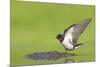 Barn Swallow (Hirundo Rustica) Collecting Mud for Nest Building, June, Scotland, UK-Mark Hamblin-Mounted Photographic Print