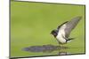 Barn Swallow (Hirundo Rustica) Collecting Mud for Nest Building, June, Scotland, UK-Mark Hamblin-Mounted Photographic Print