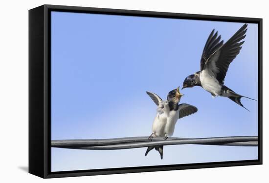 Barn Swallow (Hirundo Rustica) Feeding a Fledgling on a Wire. Perthshire, Scotland, September-Fergus Gill-Framed Stretched Canvas