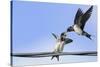 Barn Swallow (Hirundo Rustica) Feeding a Fledgling on a Wire. Perthshire, Scotland, September-Fergus Gill-Stretched Canvas