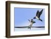 Barn Swallow (Hirundo Rustica) Feeding a Fledgling on a Wire. Perthshire, Scotland, September-Fergus Gill-Framed Photographic Print