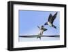 Barn Swallow (Hirundo Rustica) Feeding a Fledgling on a Wire. Perthshire, Scotland, September-Fergus Gill-Framed Photographic Print