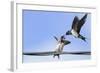 Barn Swallow (Hirundo Rustica) Feeding a Fledgling on a Wire. Perthshire, Scotland, September-Fergus Gill-Framed Photographic Print