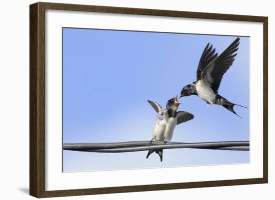 Barn Swallow (Hirundo Rustica) Feeding a Fledgling on a Wire. Perthshire, Scotland, September-Fergus Gill-Framed Photographic Print