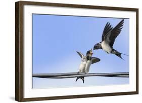 Barn Swallow (Hirundo Rustica) Feeding a Fledgling on a Wire. Perthshire, Scotland, September-Fergus Gill-Framed Photographic Print