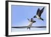 Barn Swallow (Hirundo Rustica) Feeding a Fledgling on a Wire. Perthshire, Scotland, September-Fergus Gill-Framed Photographic Print