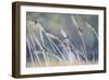 Barn Swallow (Hirundo Rustica) Group Of Different Subspecies Resting Together. Israel-Oscar Dominguez-Framed Photographic Print