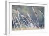 Barn Swallow (Hirundo Rustica) Group Of Different Subspecies Resting Together. Israel-Oscar Dominguez-Framed Photographic Print