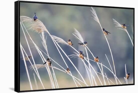 Barn Swallow (Hirundo Rustica) Group Of Different Subspecies Resting Together. Israel-Oscar Dominguez-Framed Stretched Canvas