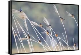 Barn Swallow (Hirundo Rustica) Group Of Different Subspecies Resting Together. Israel-Oscar Dominguez-Framed Stretched Canvas