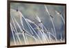 Barn Swallow (Hirundo Rustica) Group Of Different Subspecies Resting Together. Israel-Oscar Dominguez-Framed Photographic Print