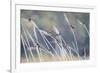 Barn Swallow (Hirundo Rustica) Group Of Different Subspecies Resting Together. Israel-Oscar Dominguez-Framed Photographic Print