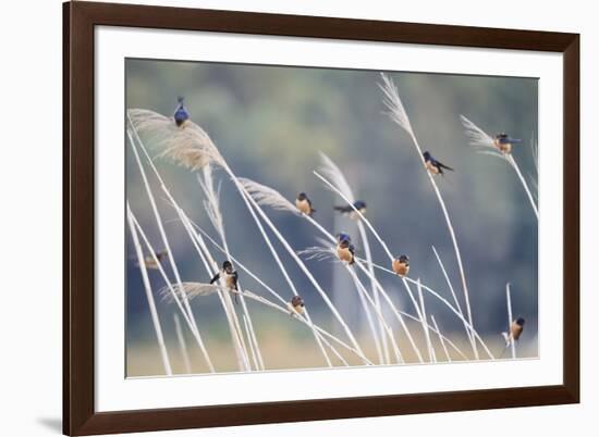 Barn Swallow (Hirundo Rustica) Group Of Different Subspecies Resting Together. Israel-Oscar Dominguez-Framed Photographic Print